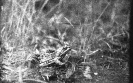 żaba trawna_1